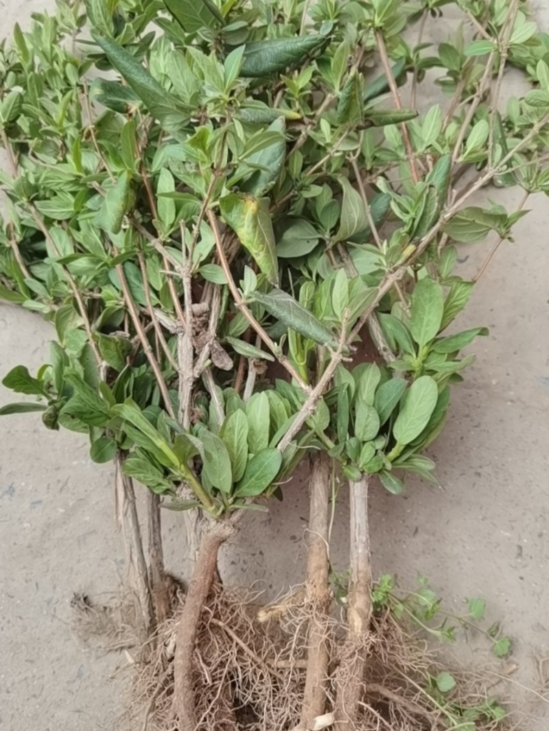 山银花苗银花苗根系发达丰产性好现挖保湿发货