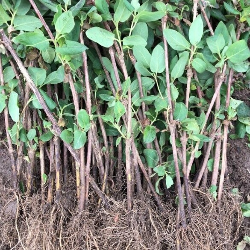 山银花苗银花苗根系发达丰产性好现挖保湿发货