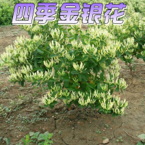 四季金银花苗金银花苗根系发达丰产性好现挖现发