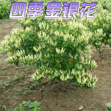 四季金银花苗金银花苗根系发达丰产性好现挖现发