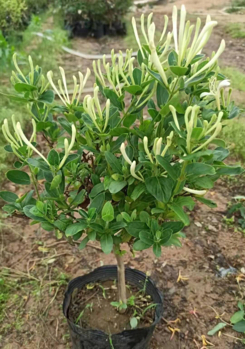 四季金银花苗金银花苗根系发达丰产性好现挖现发