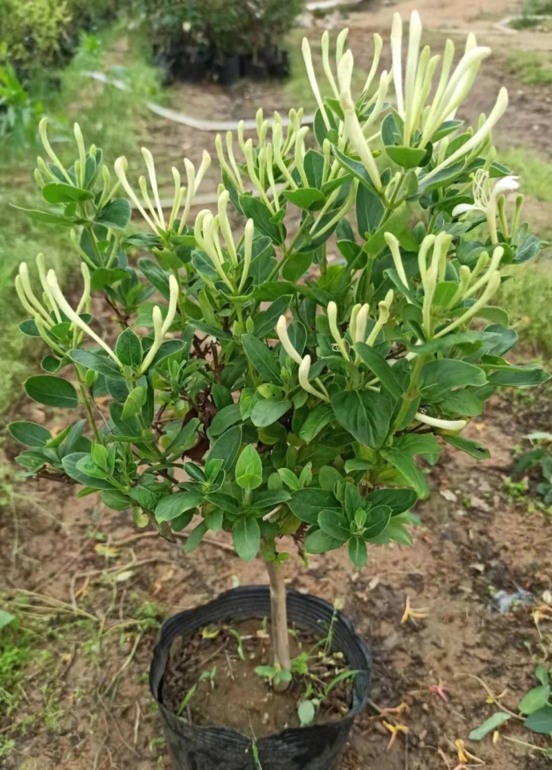 四季金银花苗金银花苗根系发达丰产性好现挖现发
