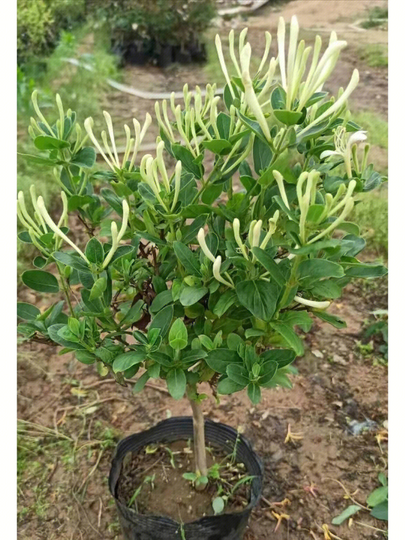 四季金银花苗金银花苗根系发达丰产性好现挖现发