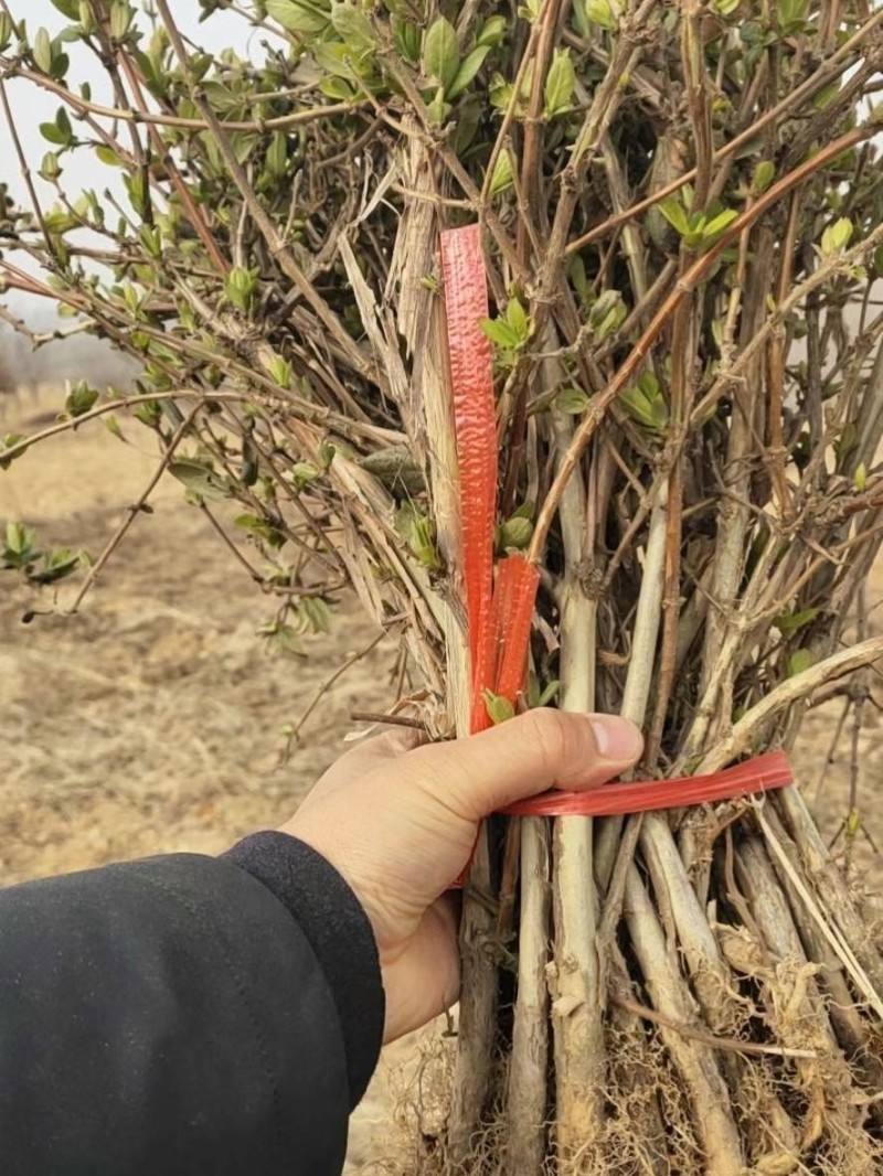 四季金银花苗金银花苗根系发达丰产性好现挖现发