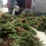 四季金银花苗金银花苗根系发达丰产性好现挖现发
