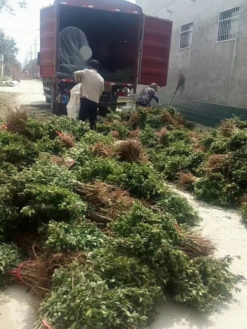 四季金银花苗金银花苗根系发达丰产性好现挖现发