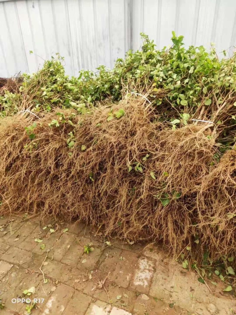 四季金银花苗金银花苗根系发达丰产性好现挖现发
