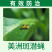 严选50%灭蝇胺可湿性粉剂抑制黄瓜美洲斑潜蝇杀虫剂