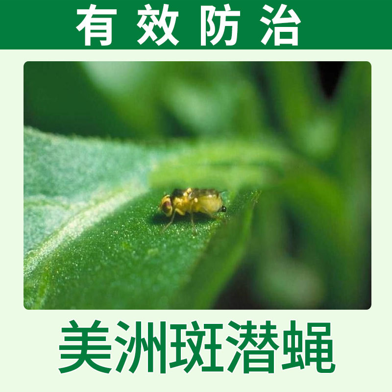 严选50%灭蝇胺可湿性粉剂抑制黄瓜美洲斑潜蝇杀虫剂