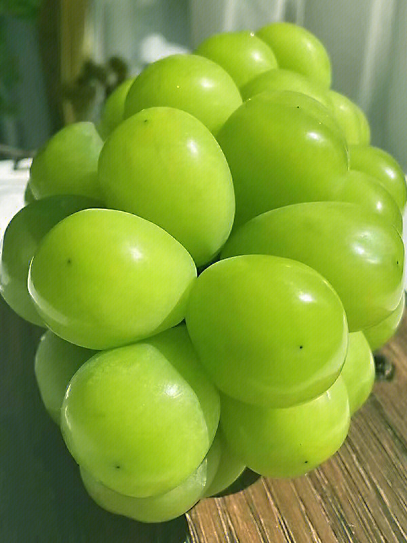 晴王葡萄苗嫁接葡萄苗贝达夏黑5bb3309m砧木