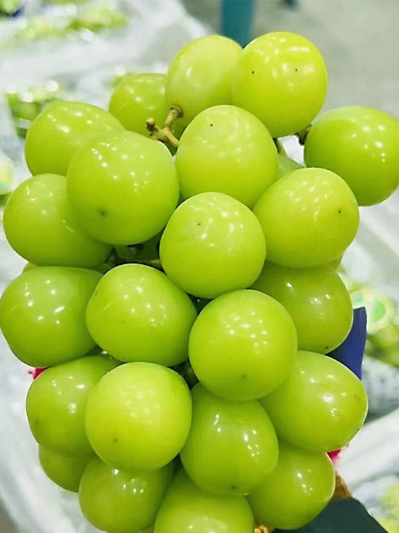 晴王葡萄苗嫁接葡萄苗贝达夏黑5bb3309m砧木