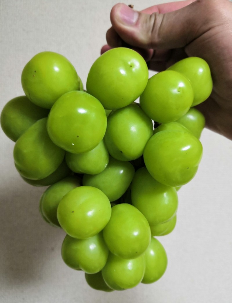 香印青提葡萄苗嫁接果苗保证质量纯度果实颗颗丰满