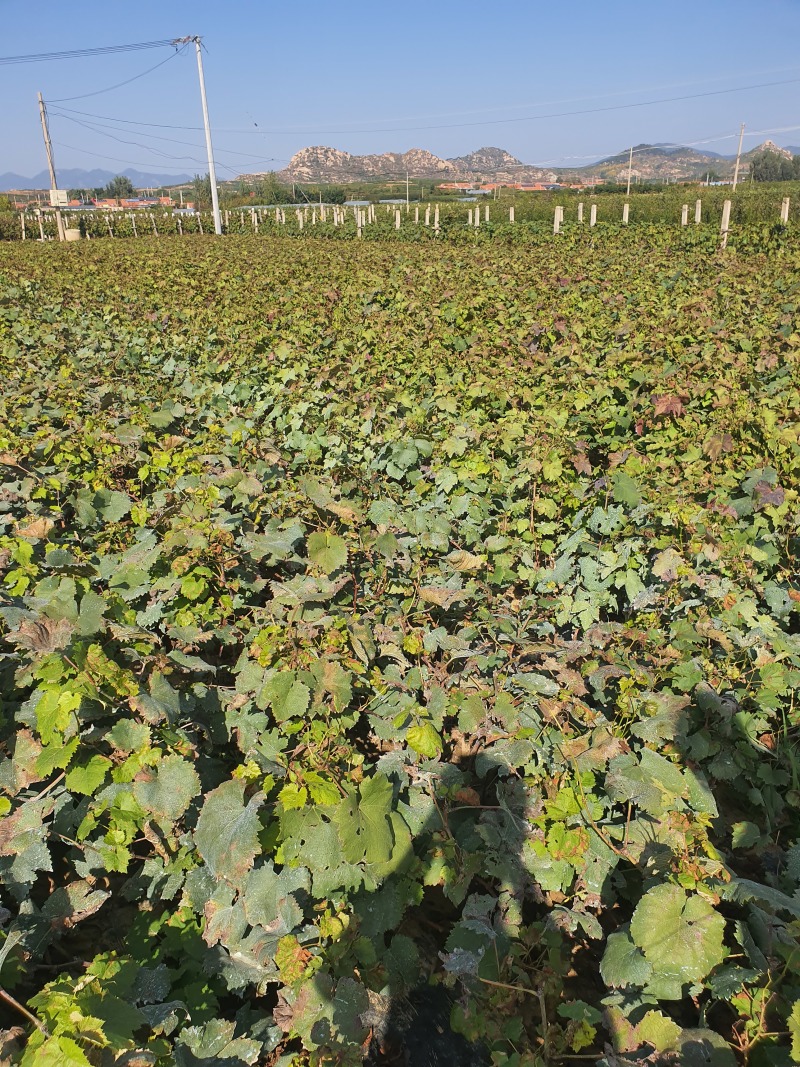 香印青提葡萄苗嫁接果苗保证质量纯度果实颗颗丰满