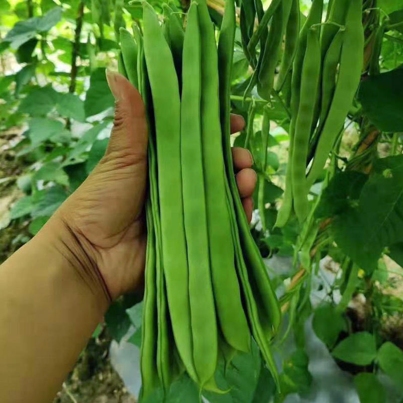 三扁芸豆种子航天小巨龙高产宽扁青芸豆油豆种子宽美架豆种子