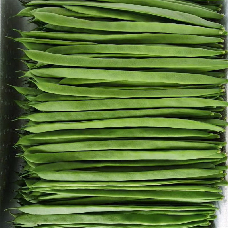 三扁芸豆种子航天小巨龙高产宽扁青芸豆油豆种子宽美架豆种子