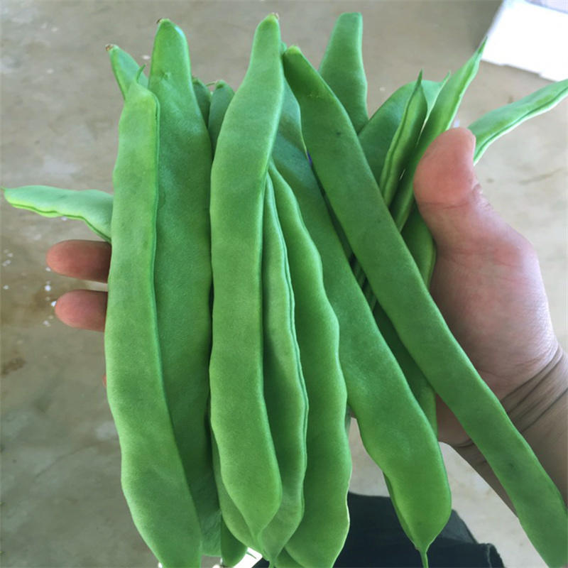 三扁芸豆种子航天小巨龙高产宽扁青芸豆油豆种子宽美架豆种子