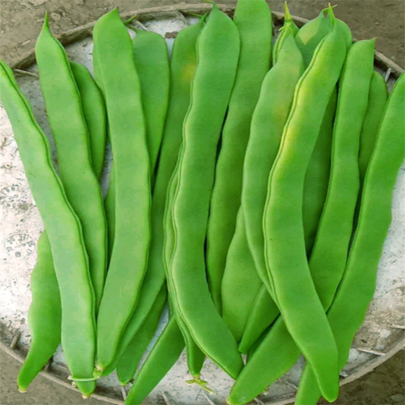 三扁芸豆种子航天小巨龙高产宽扁青芸豆油豆种子宽美架豆种子