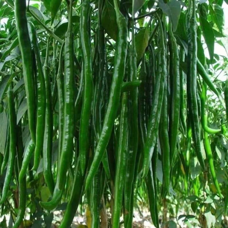 河南夏邑线椒以大量上市，颜色青，椒条长直，货源充足