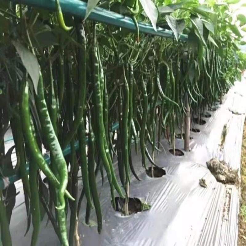 河南夏邑线椒以大量上市，颜色青，椒条长直，货源充足