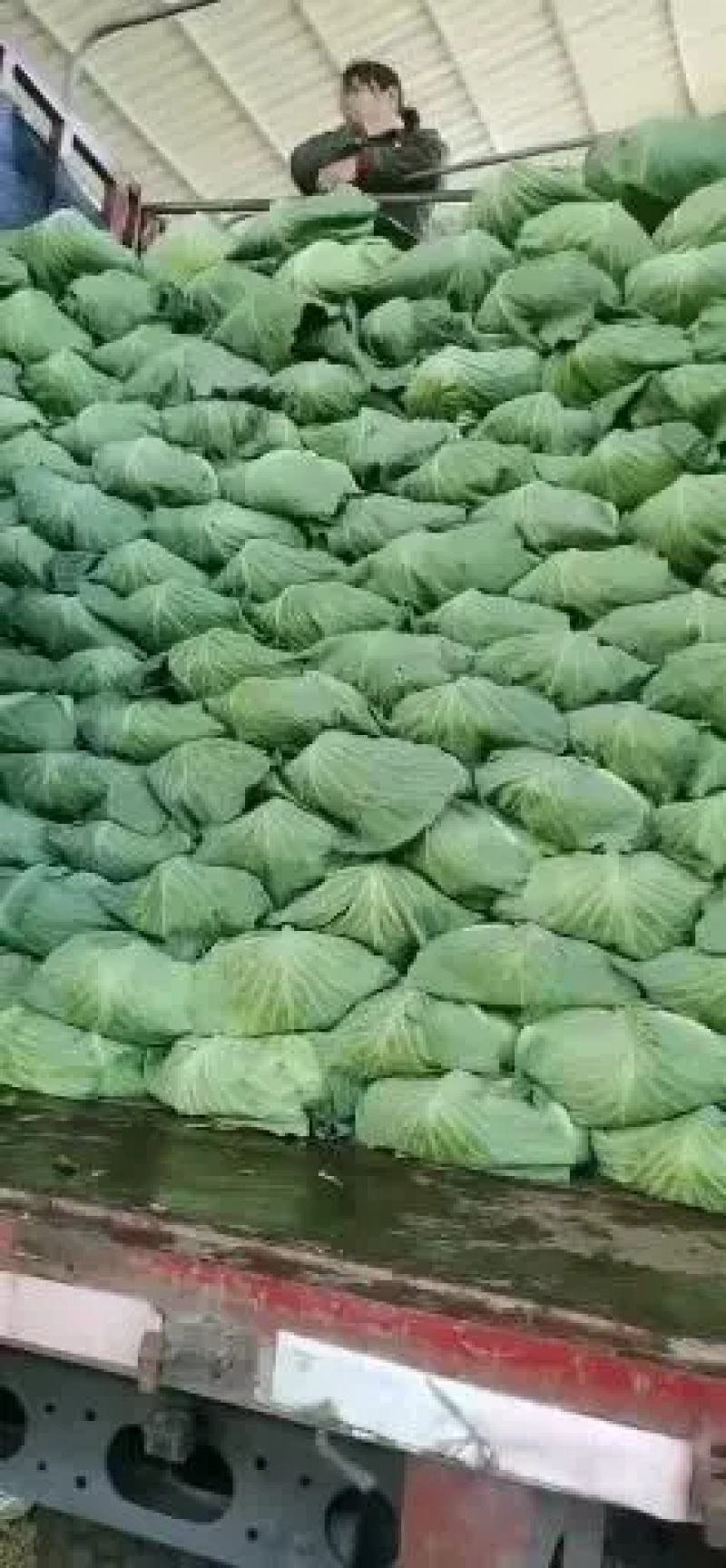 精品墨玉50甘蓝产地直发品质保证对接各类客户