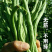 无筋架豆种子泰国特长架豆种子精选航天一号芸豆种子早熟高产