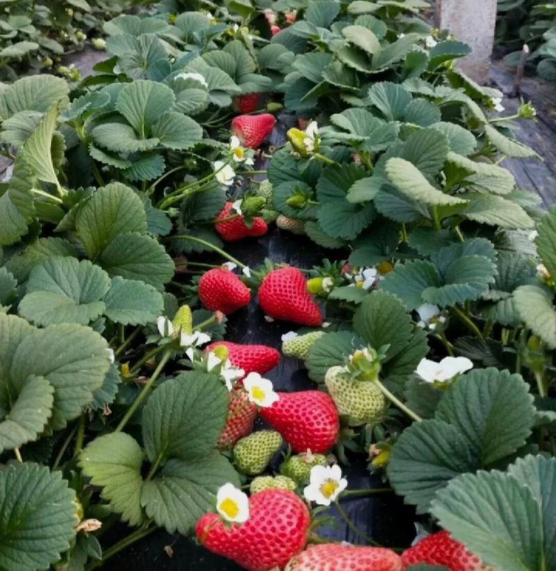 精选草莓苗红颜草莓苗脱毒苗大量上市可签合同存活率保障