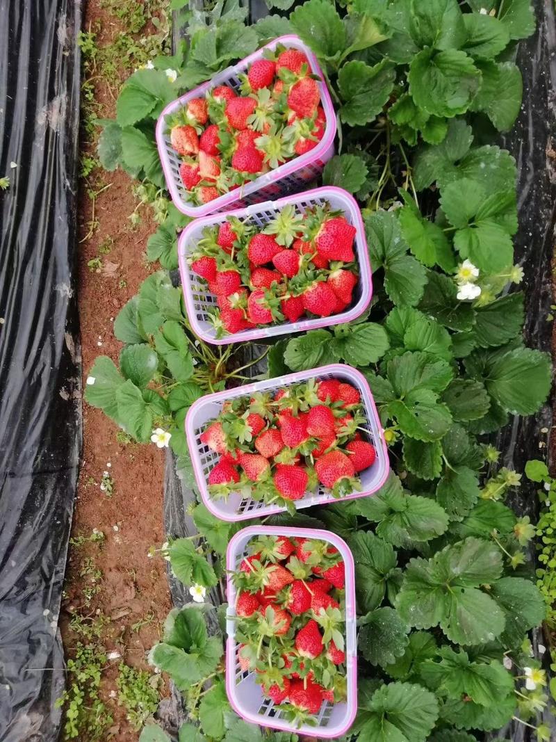 【精选】甜宝红颜各种草莓苗大量上市技术指导品种纯正