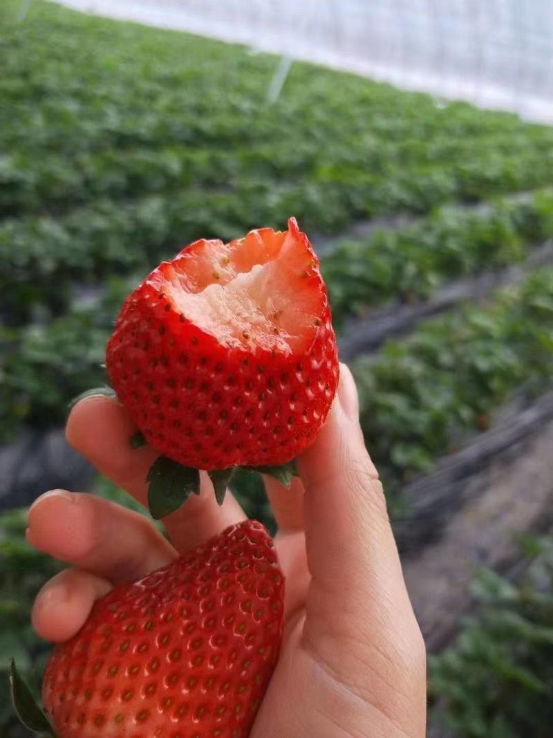 草莓苗山东白雪公主草莓苗大量上市脱毒苗产地直供量大从优