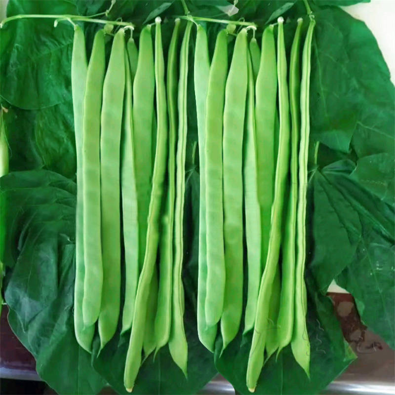 芸豆架豆种子二扁青芸豆种子早熟盛世芸香扁豆种子高产