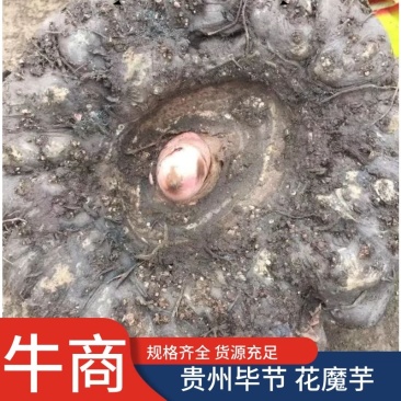 花魔芋，魔芋豆腐，一代种，二代种，质量好，价格优货源充足