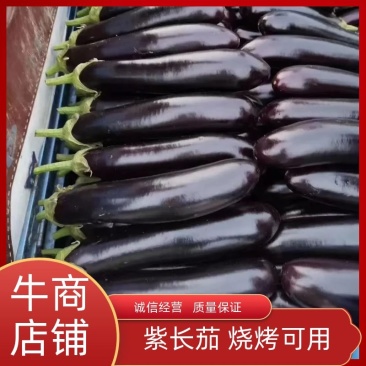 烧烤长茄紫长茄大量上市产地一手货源，价格优惠，电联