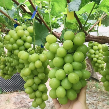 阳光玫瑰葡萄苗贝达根系嫁接苗根系发达保证品质