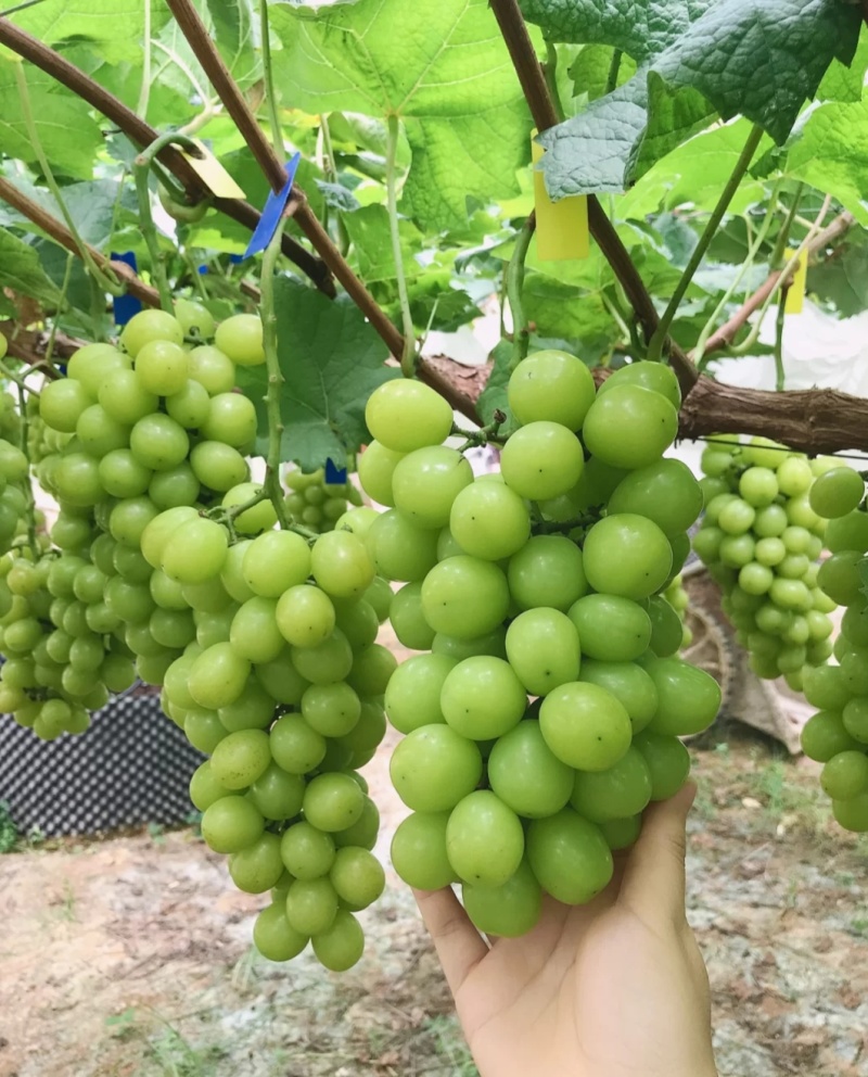 阳光玫瑰葡萄苗贝达根系嫁接苗根系发达保证品质