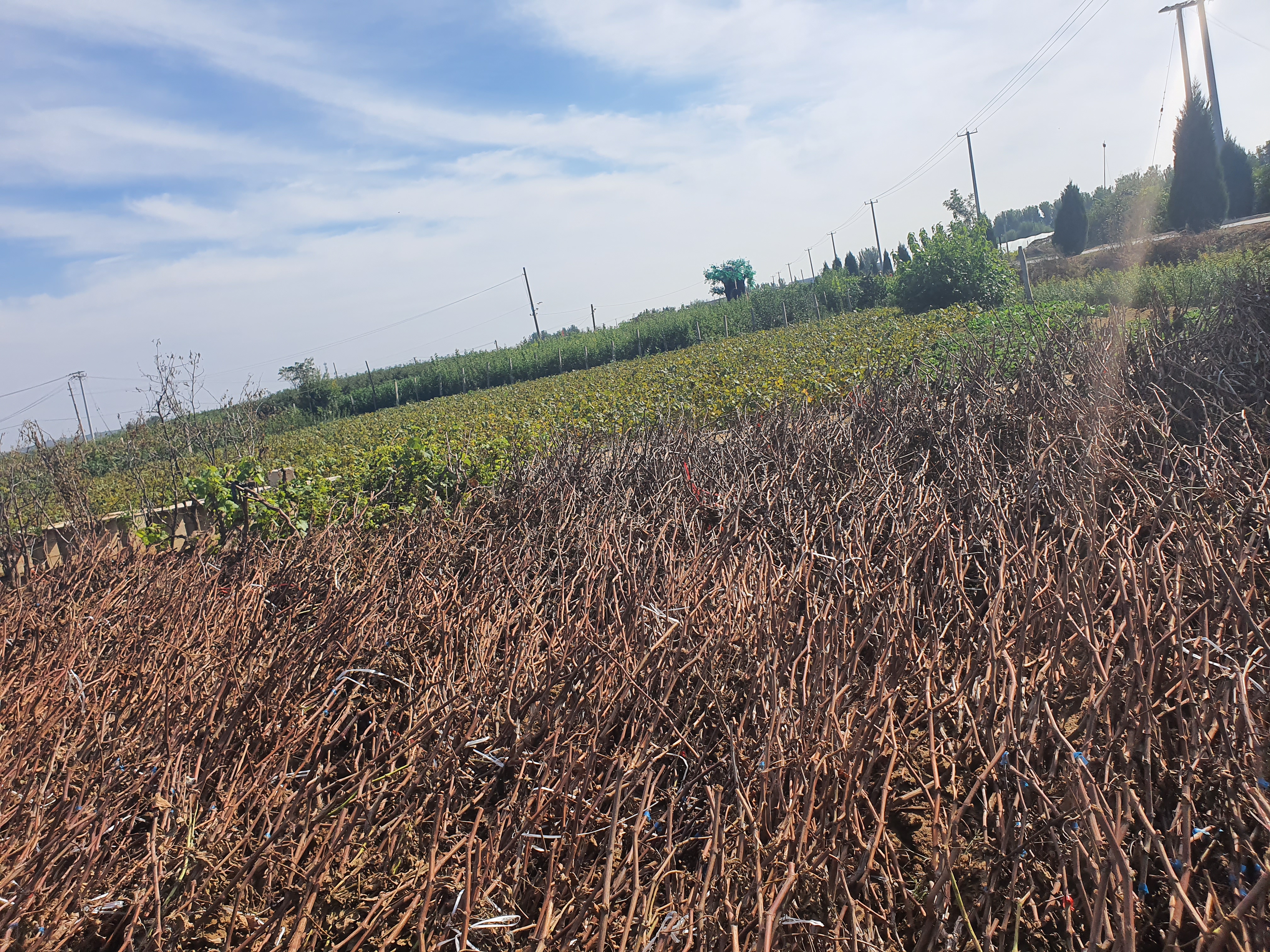 阳光玫瑰葡萄园春季发芽景象