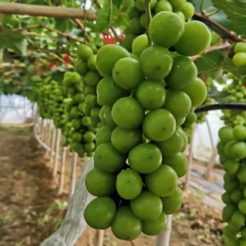 阳光玫瑰葡萄苗5bb砧木嫁接苗保证品质可签合同