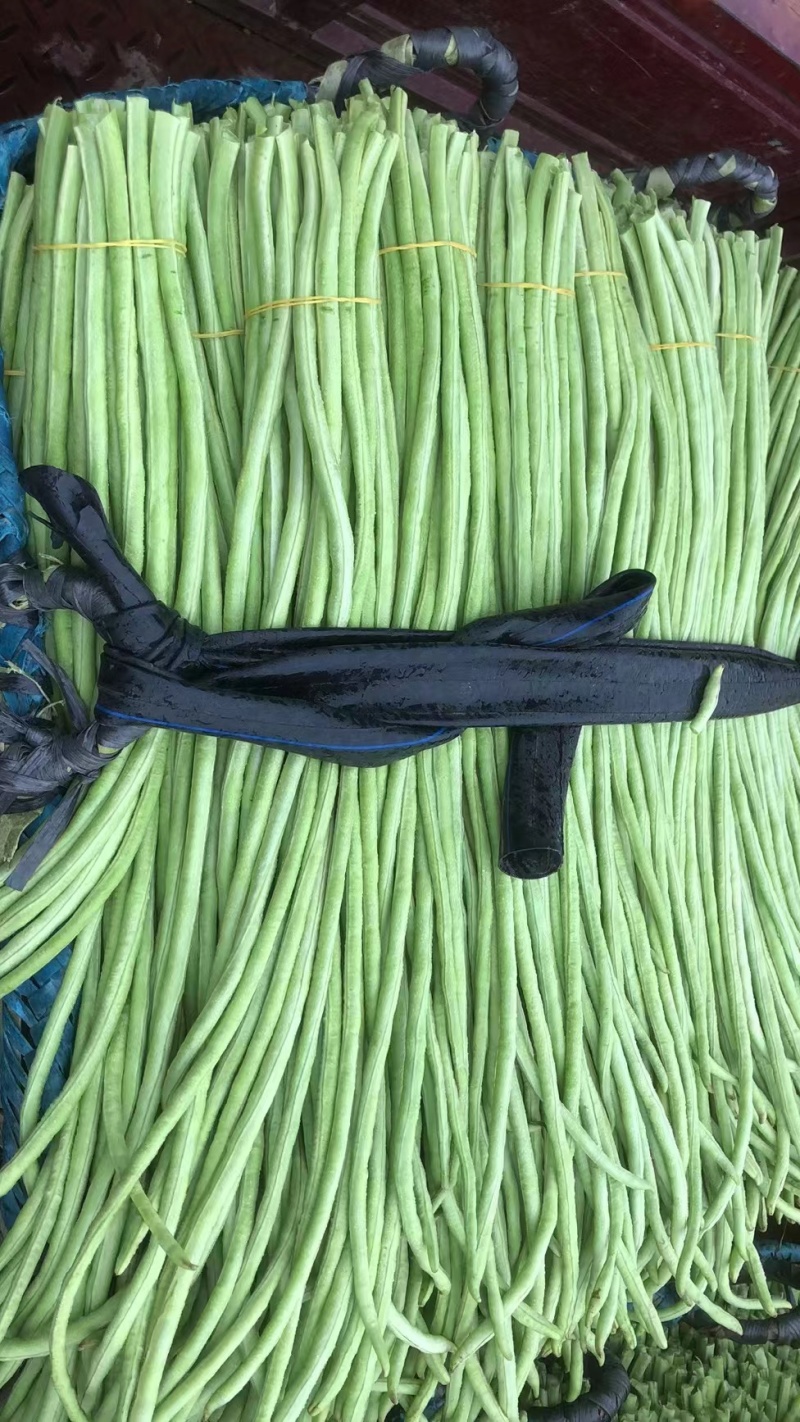 北海石康三角塘长豆角大量上市了产地发货质量保证
