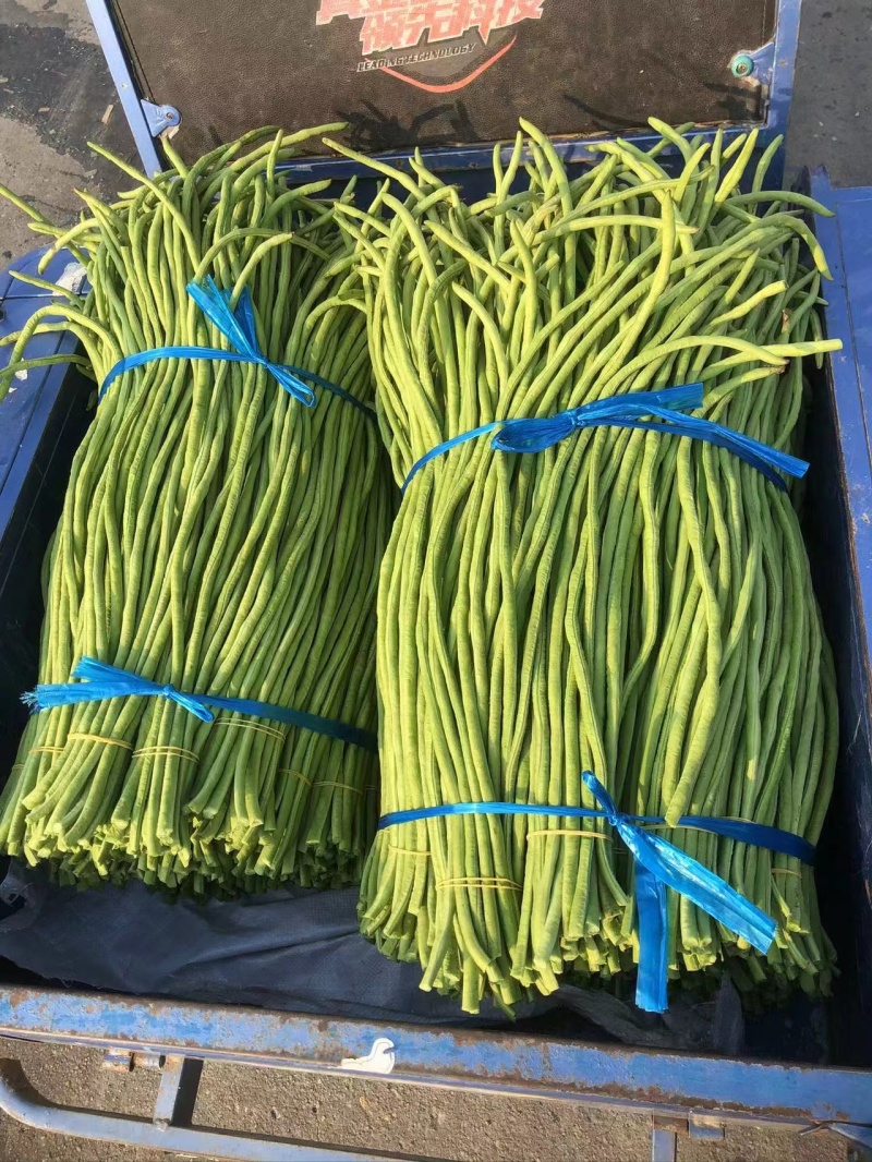 广西长豆角大量上市，70公分左右，可供商超批发商