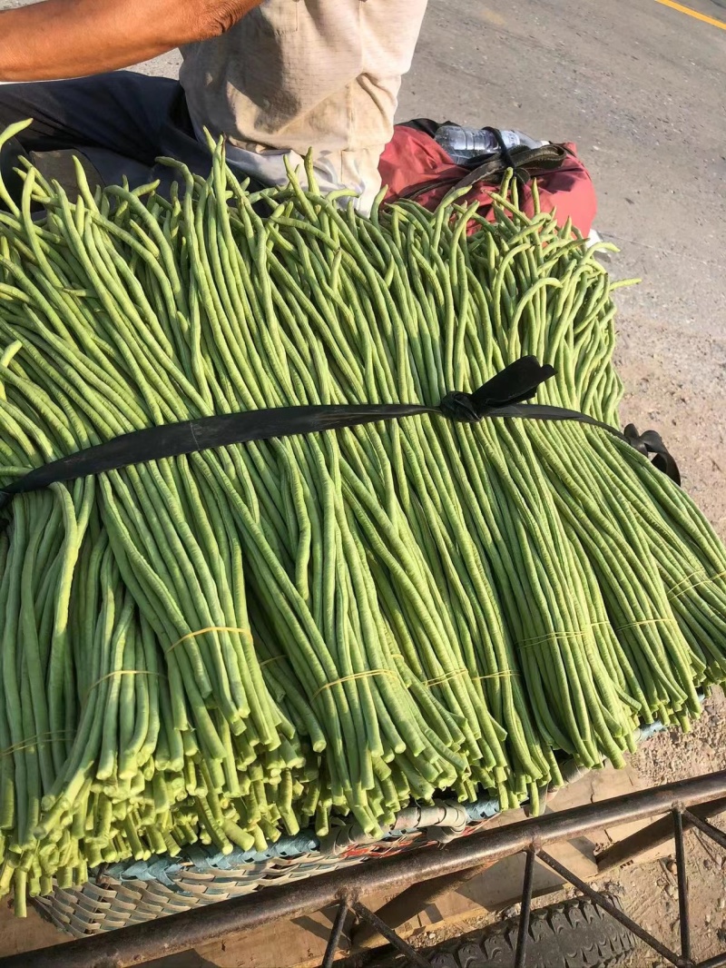 广西长豆角大量上市，70公分左右，可供商超批发商