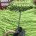 广西长豆角大量上市，70公分左右，可供商超批发商
