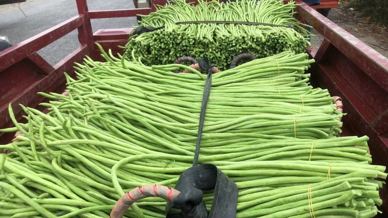 广西长豆角大量上市，70公分左右，可供商超批发商