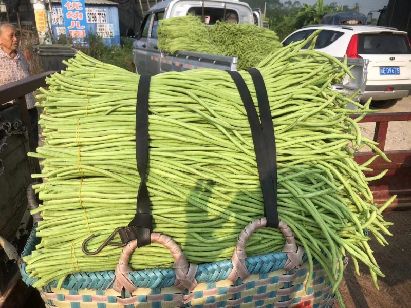广西长豆角大量上市，70公分左右，可供商超批发商