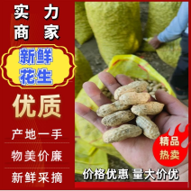 【实力】精品大白鲨，小白鲨，小鲁花四粒红种类齐全大量供应