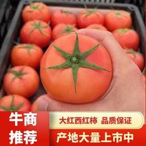 龙港苍南西红柿基地直供全国发货，商超平台档口