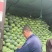 优质扁包菜甘蓝包菜墨玉货源充足量大从优来电优惠诚信经营