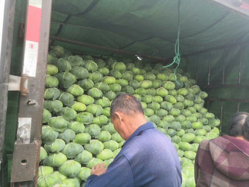 优质扁包菜甘蓝包菜墨玉货源充足量大从优来电优惠诚信经营