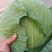 优质扁包菜甘蓝包菜墨玉货源充足量大从优来电优惠诚信经营