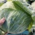 优质扁包菜甘蓝包菜墨玉货源充足量大从优来电优惠诚信经营