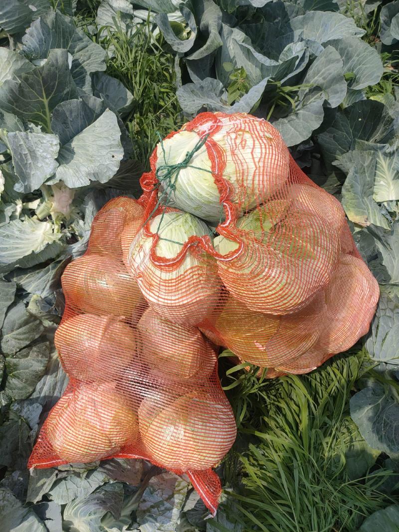 优质扁包菜甘蓝包菜墨玉货源充足量大从优来电优惠诚信经营