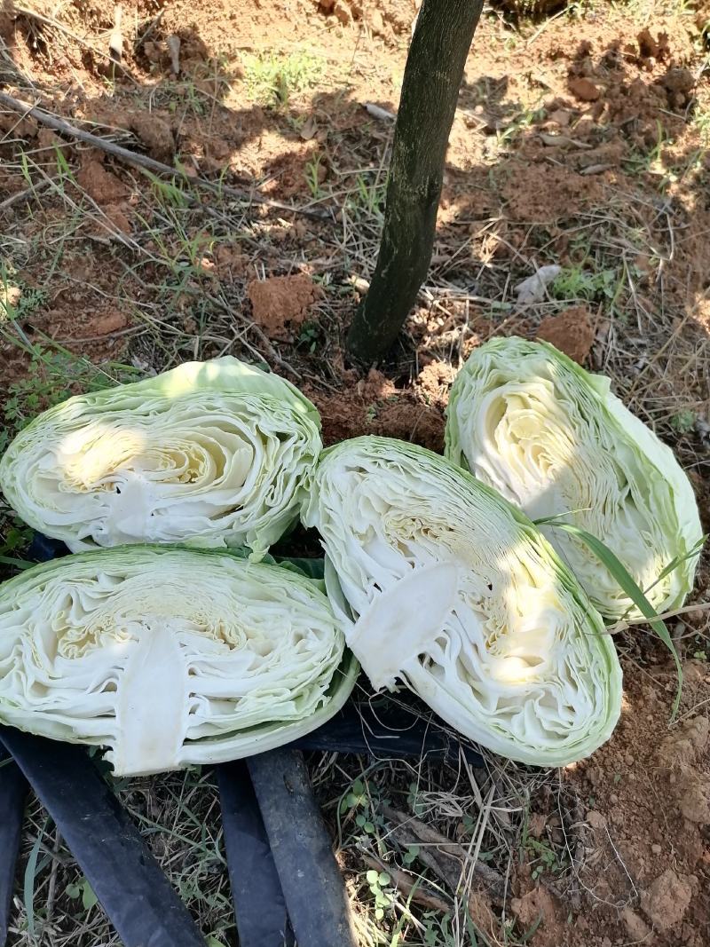 优质扁包菜甘蓝包菜墨玉货源充足量大从优来电优惠诚信经营