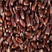 紫麦1号黑小麦种子大田抗倒耐旱富硒高产紫红黑小麦种子